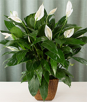 Spathiphyllum%20wallisii%202.jpg