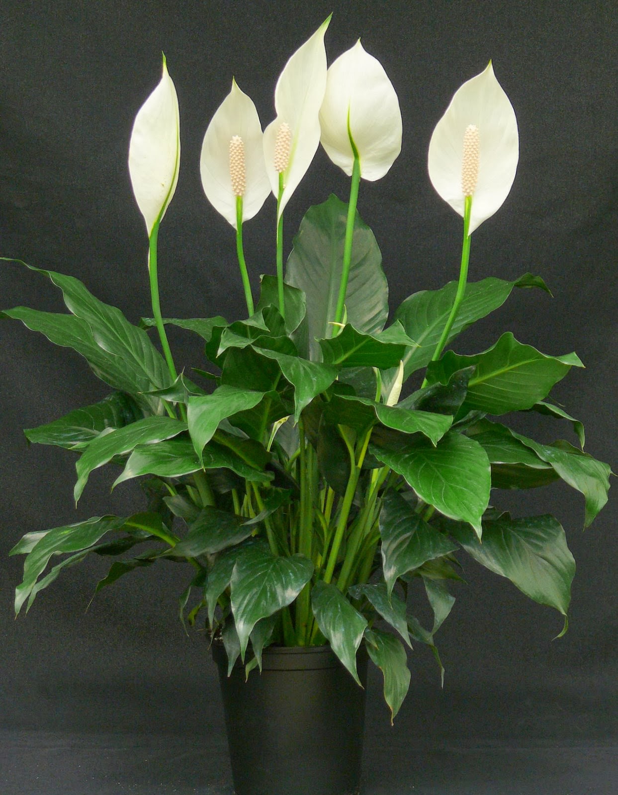 Spathiphyllum.jpg