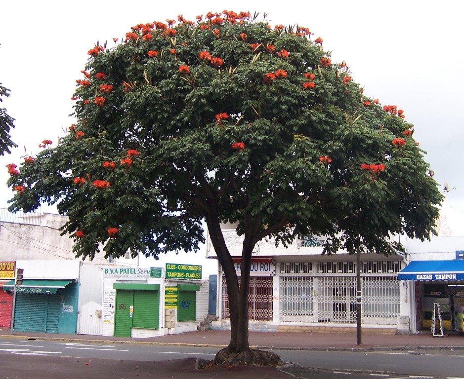 Spathodea_campanulata_2.JPG