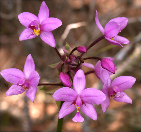 spathoglottis.jpg