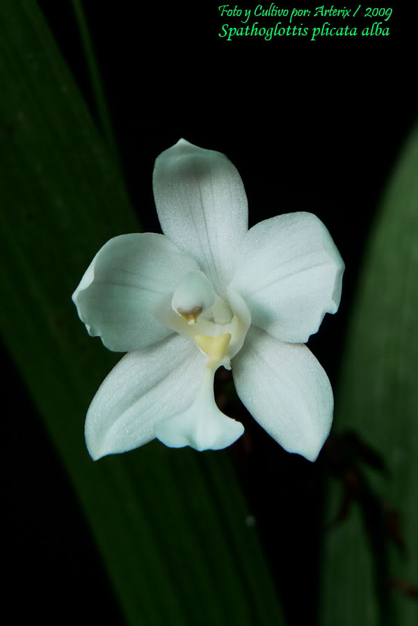 Spathoglottis_plicata_alba.jpg