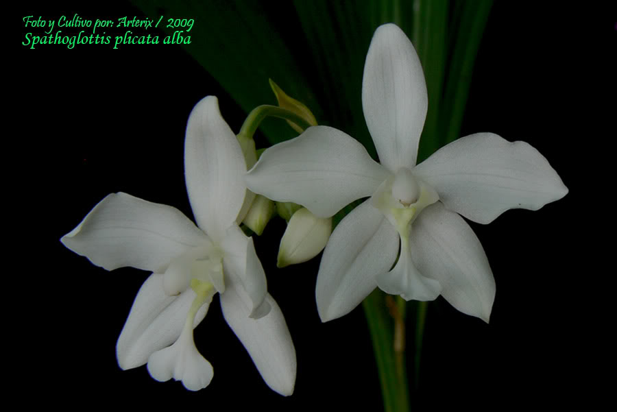 Spathoglottis_plicata_alba_2.jpg