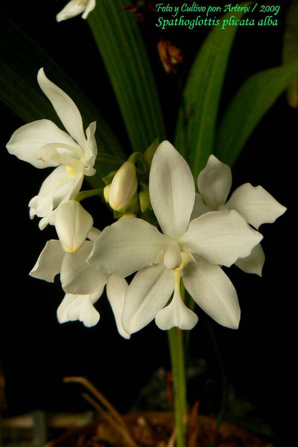 Spathoglottis_plicata_alba_3.jpg
