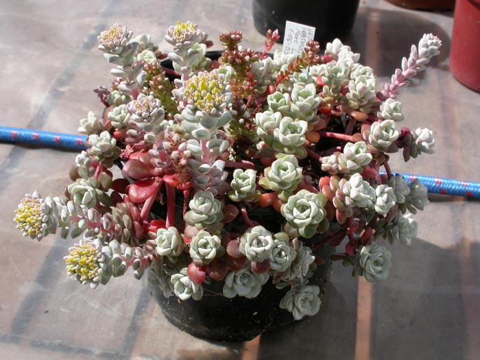 spathulifolium.jpg