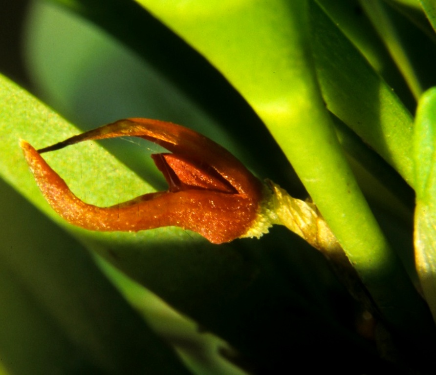 Specklinia+tribuloides+(2).jpg