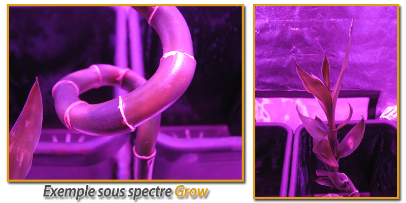 spectre-grow.jpg