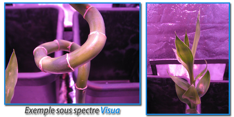 spectre-grow-visua2.jpg