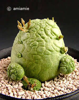 sphaericus06.jpg