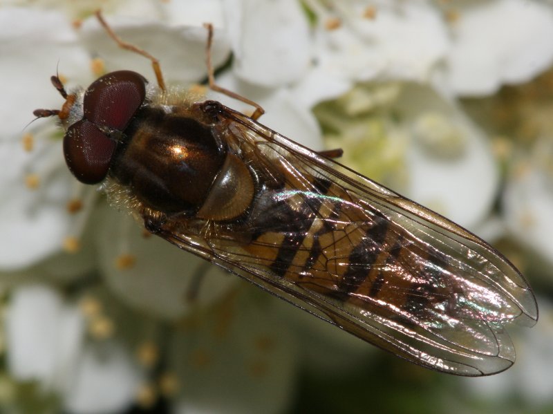 Sphaerophoria_scripta.jpg