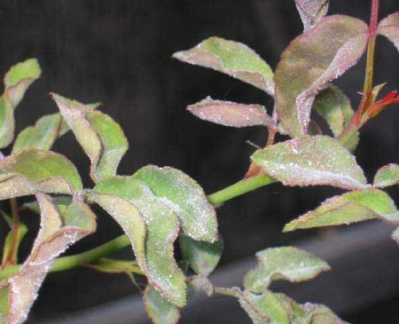 sphaerotheca-pannosa-ver-rosae-02.jpg