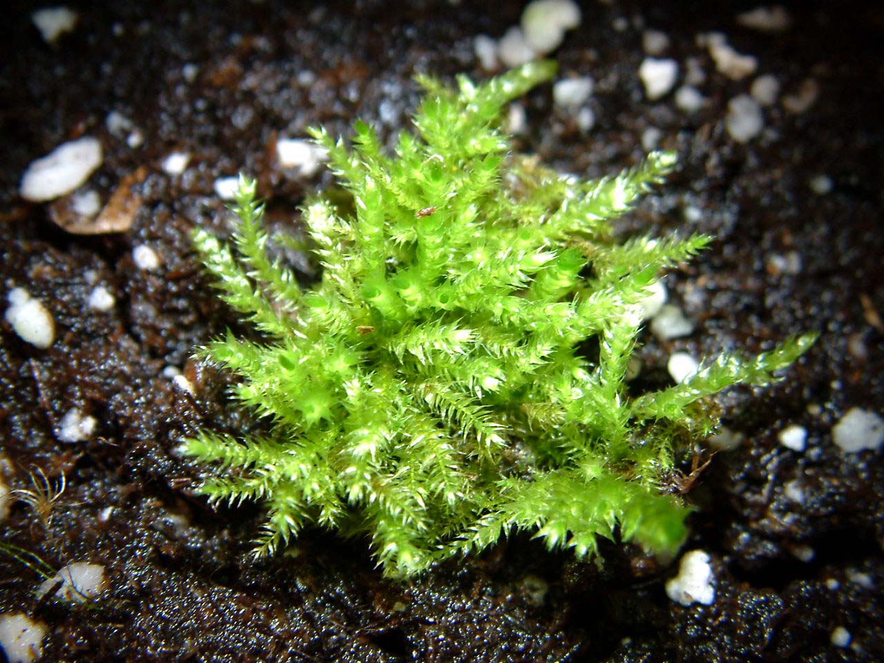 Sphagnum.JPG