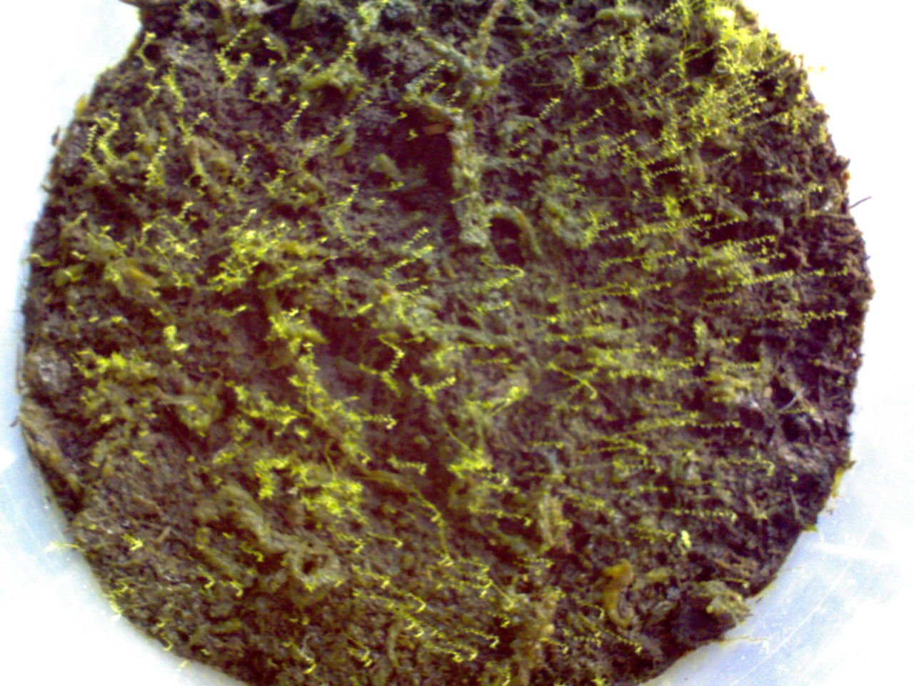 sphagnum.jpg
