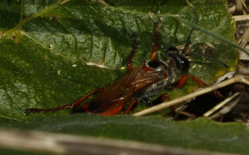 Sphecidae_3769.jpg