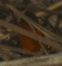 Sphecidae_3770.jpg