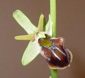 Sphegodes_herae.JPG