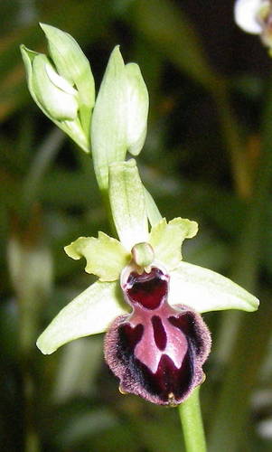 sphegodes_violeta.jpg