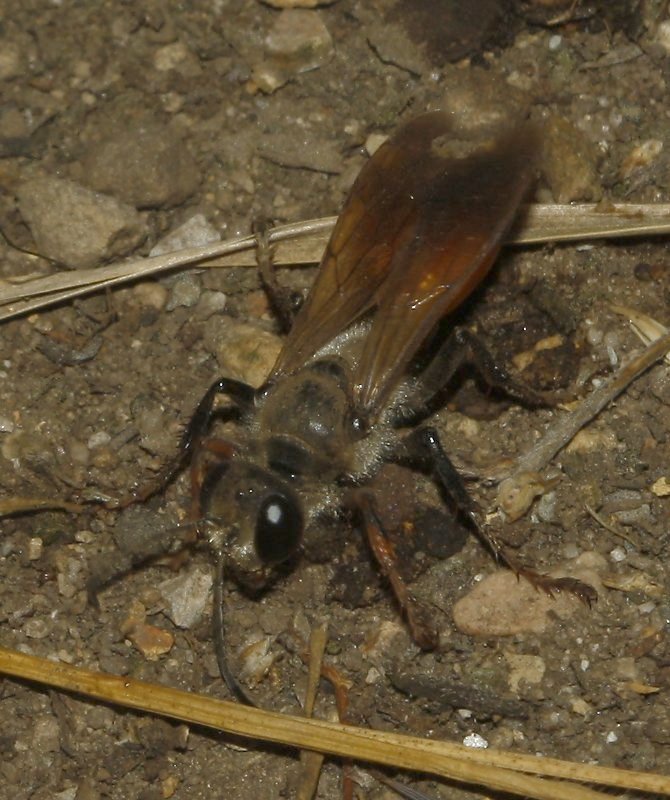 Sphex%20sp_7333.jpg
