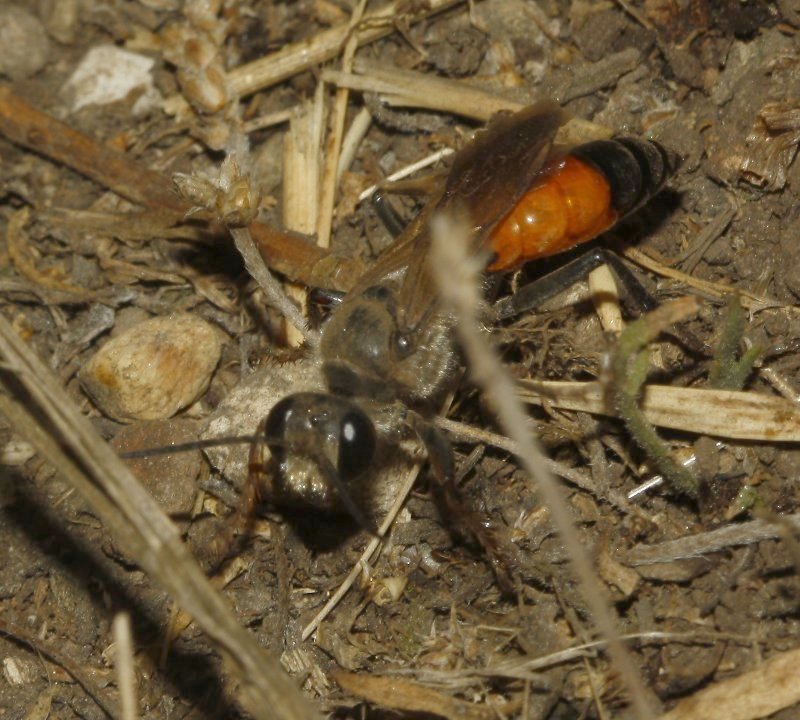 Sphex%20sp_7334.jpg