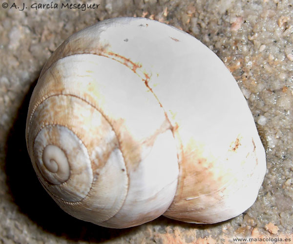 sphincterochila-candi-vv-2.jpg