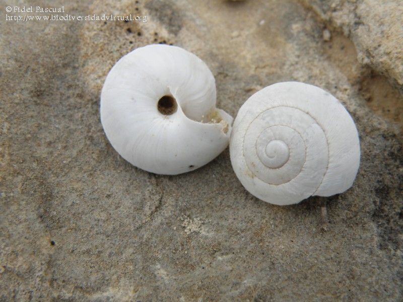 Sphincterochila-sp.-466392.jpg
