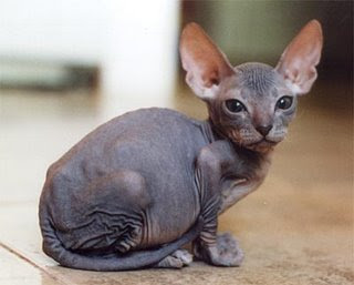 sphinx_cat.jpg