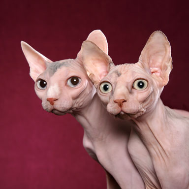 sphynx2.jpg