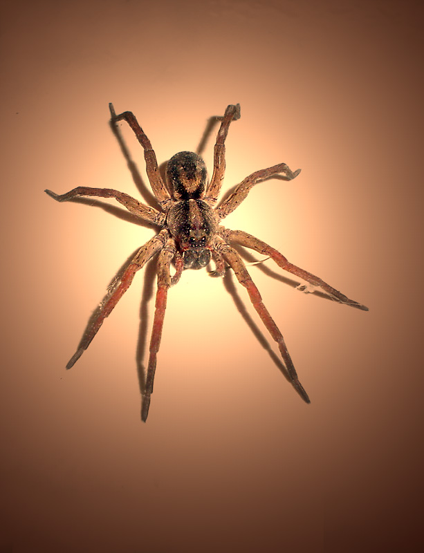 spider-01.jpg