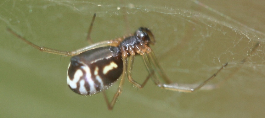 spider%20linyphia%20eno%20river%20state%20park%20ff%20101807%202.JPG