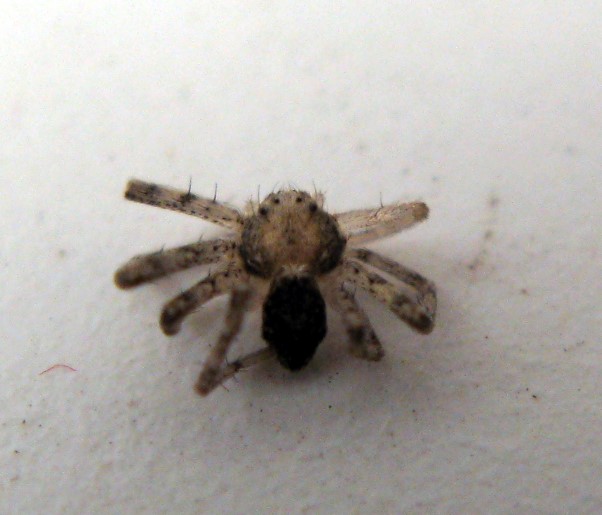 spider.jpg