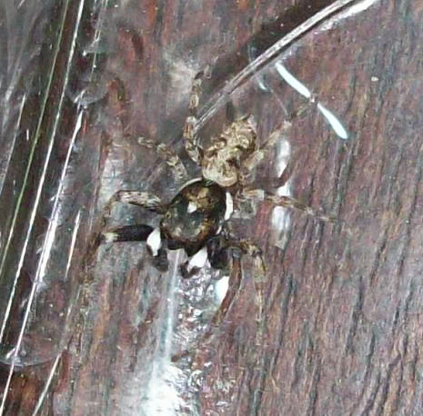 spider.jpg