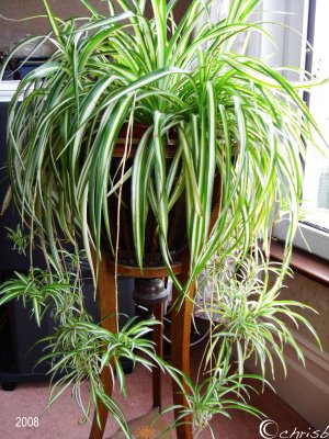 spiderplant.jpg