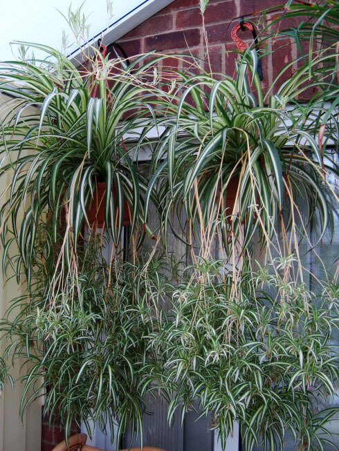 spiderplantL3.jpg