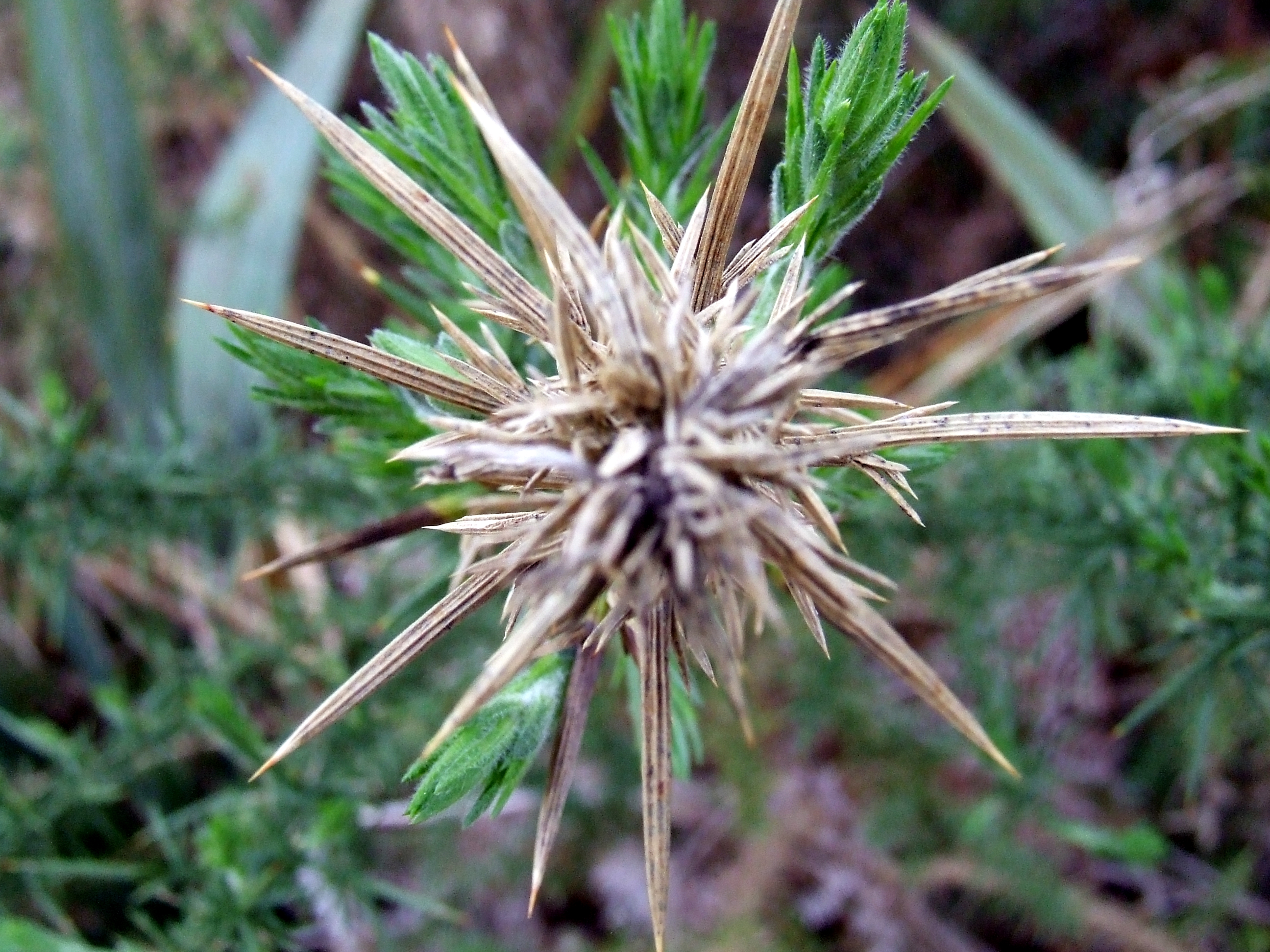 Spiky_plant_in_Abel_Tasman_National_Park.jpg