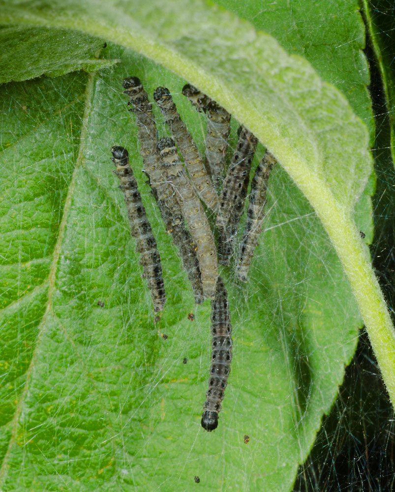 spindmol010614.jpg