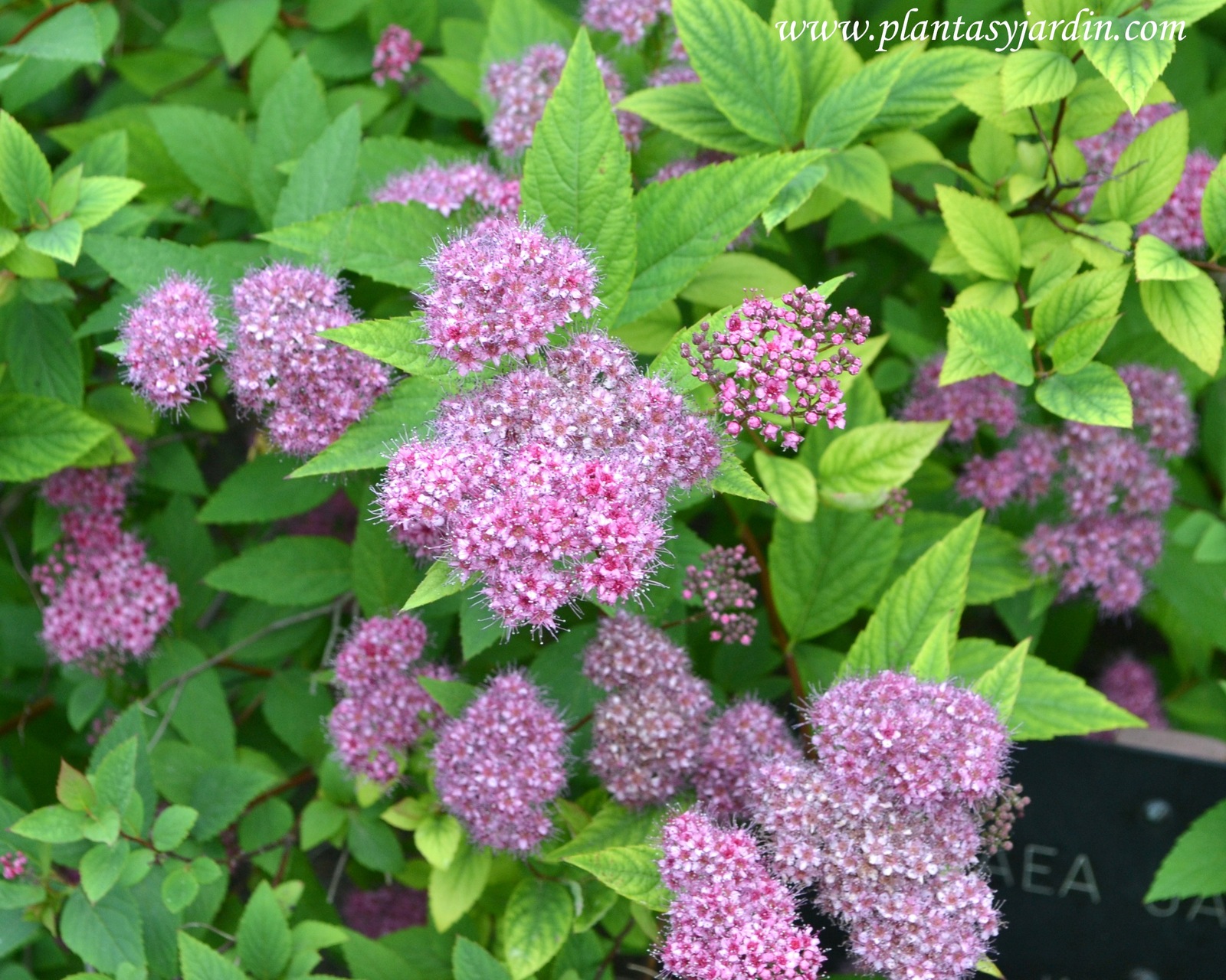Spiraea-japonica-detalle-de-floraci%C3%B3n..jpg
