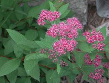 spiraea-japonica.jpg