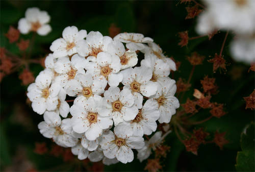 Spiraea.jpg
