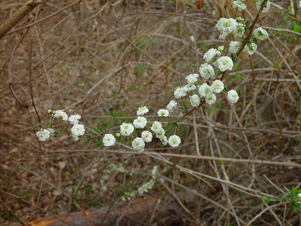 Spiraea_prunifolia_plant.jpg