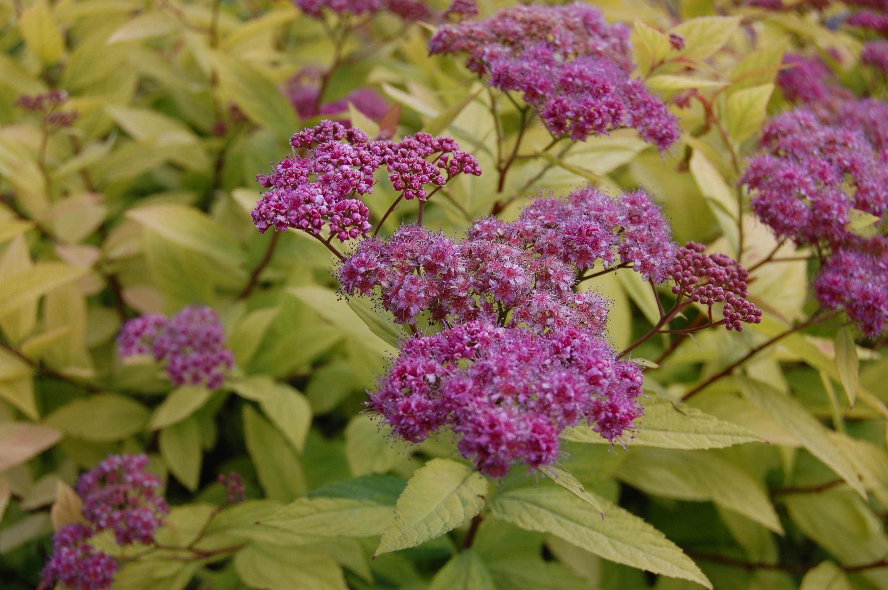 spirea-goldflame-flower.jpg