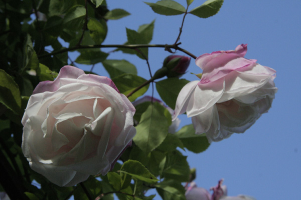 Splendens-Rosenbogen_MG_1453-Ayershire-splendens.jpg