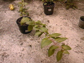 SPM_A0578_zps5bebdb58.jpg