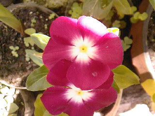 SPM_A0646_zps75975952.jpg