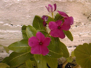 SPM_A0657_zpsbbfd0be0.jpg