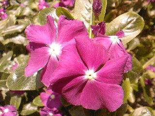 SPM_A0661_zps29f17cfb.jpg
