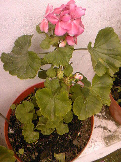 SPM_A0795_zps8544ba3b.jpg