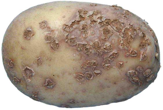 spongosporasubterraneah.jpg