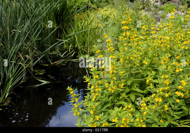 spotted-loosestrife-lysimachia-punctata-e617rr.jpg