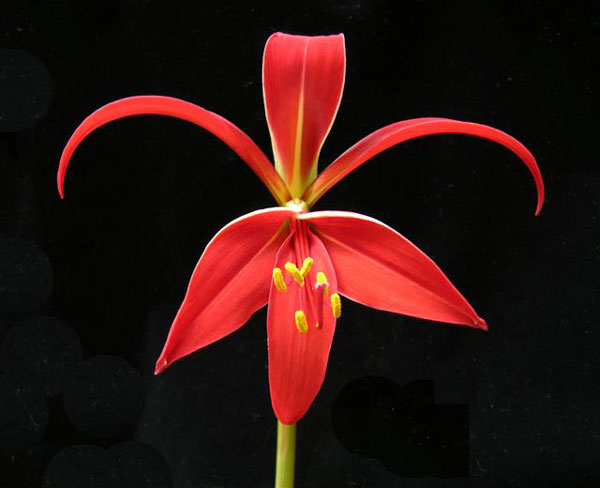 Sprekelia_formosissima.jpg