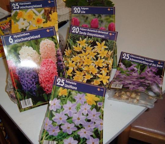 spring_bulbs.jpg