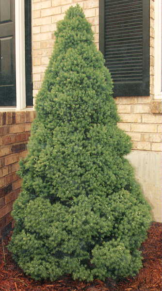 sprucedwfalb.jpg